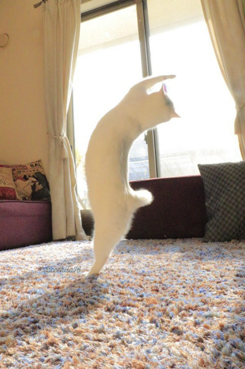 Gato baila ballet 2