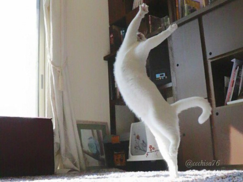 Gato baila ballet 7