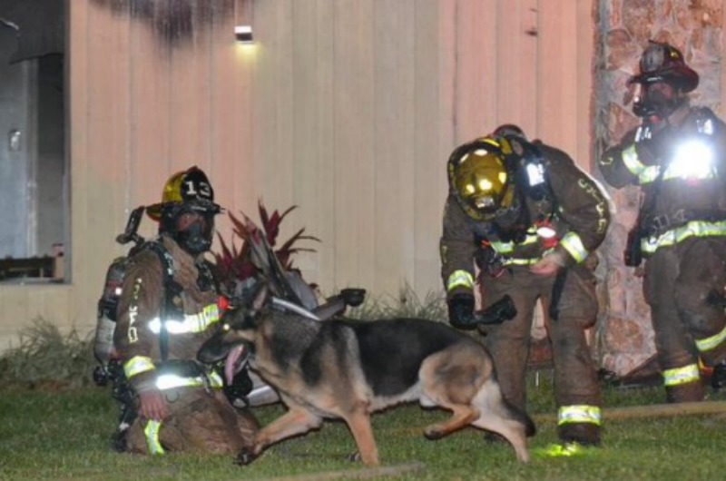 Pastor aleman en incendio 2