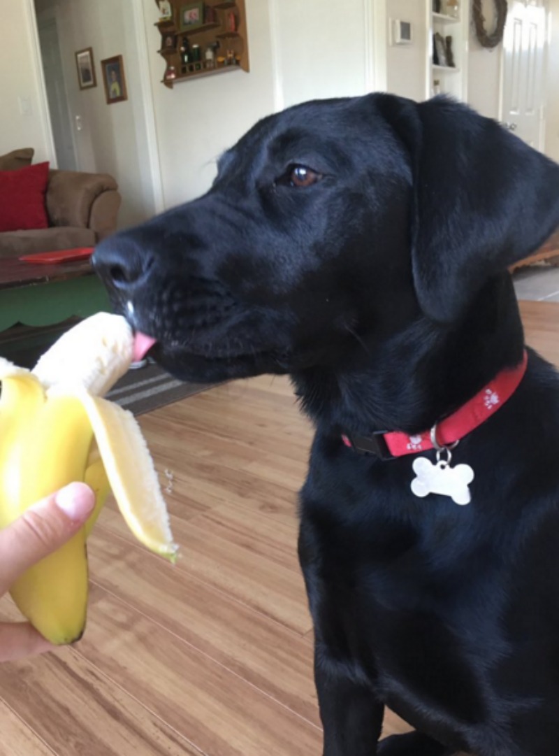 Perro adicto a las bananas 1