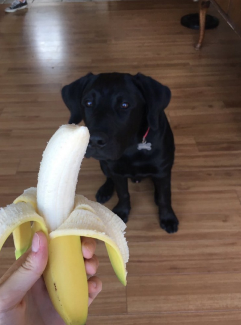 Perro adicto a las bananas 4