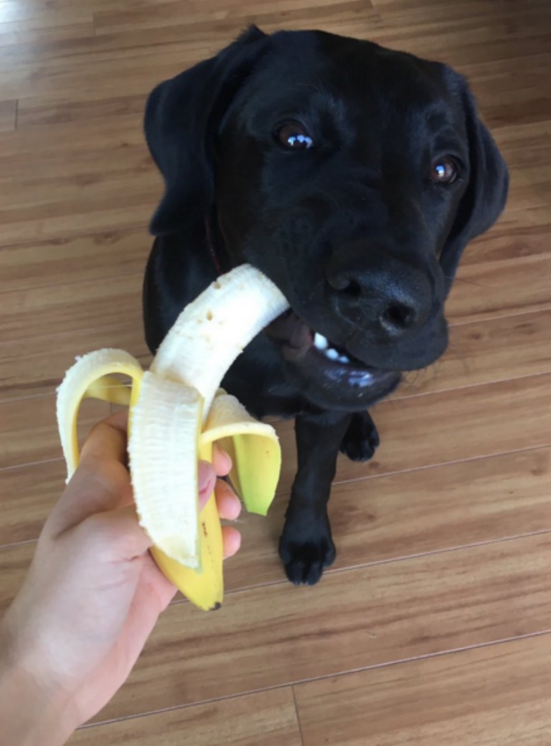 Perro adicto a las bananas 6