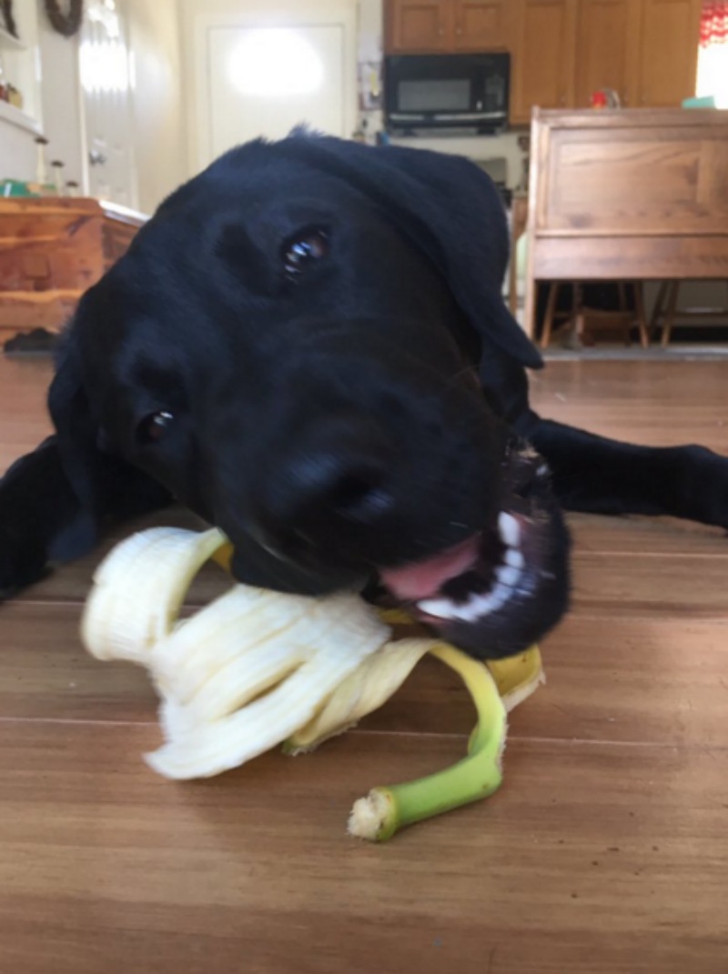 Perro adicto a las bananas 7