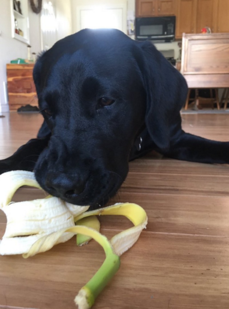 Perro adicto a las bananas 8