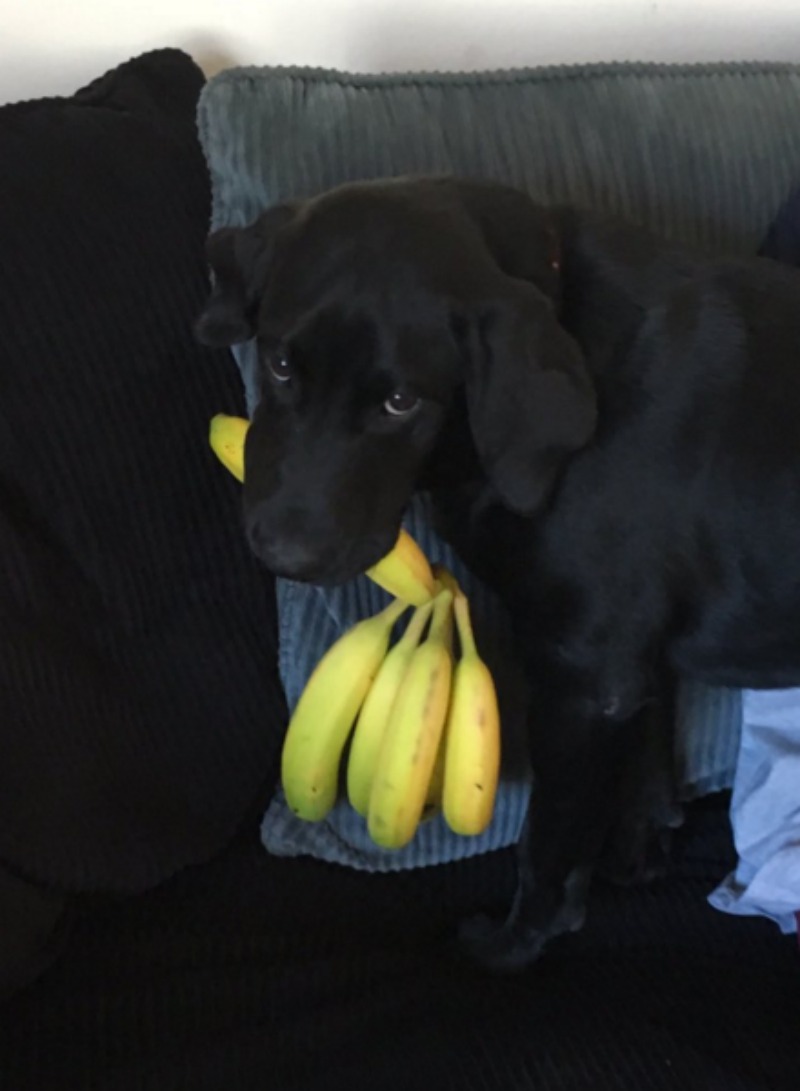 Perro adicto a las bananas 9