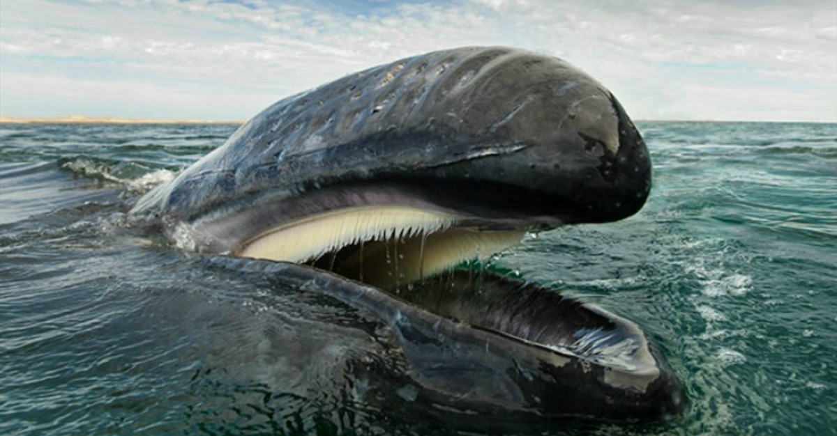 Ballenas y delfines 1