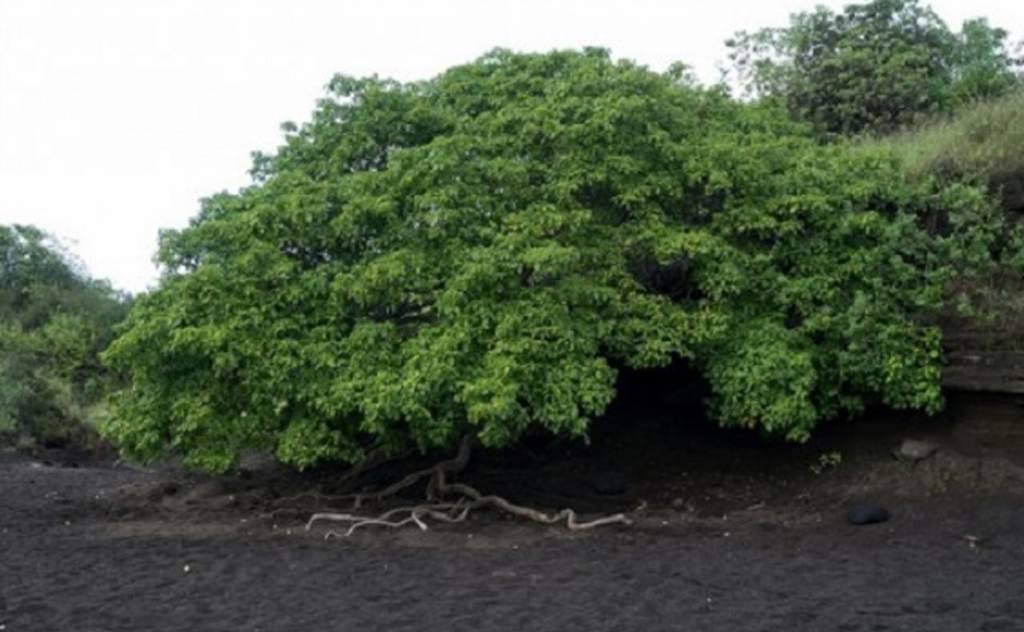 El arbol de la muerte 1