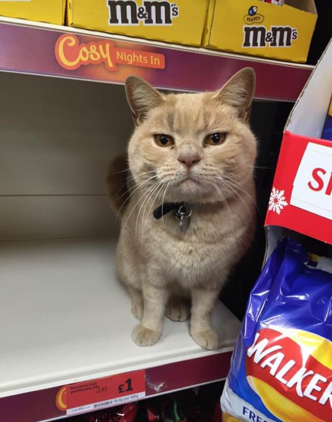 gato no abandona el supermercado 1