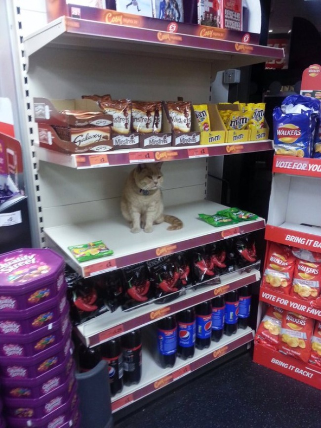 gato no abandona el supermercado 2