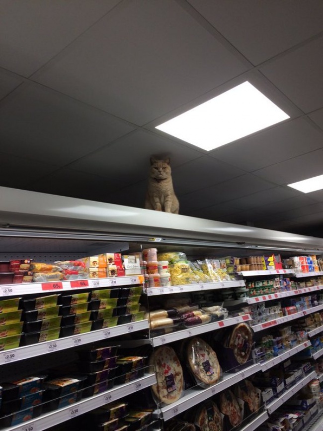gato no abandona el supermercado 3