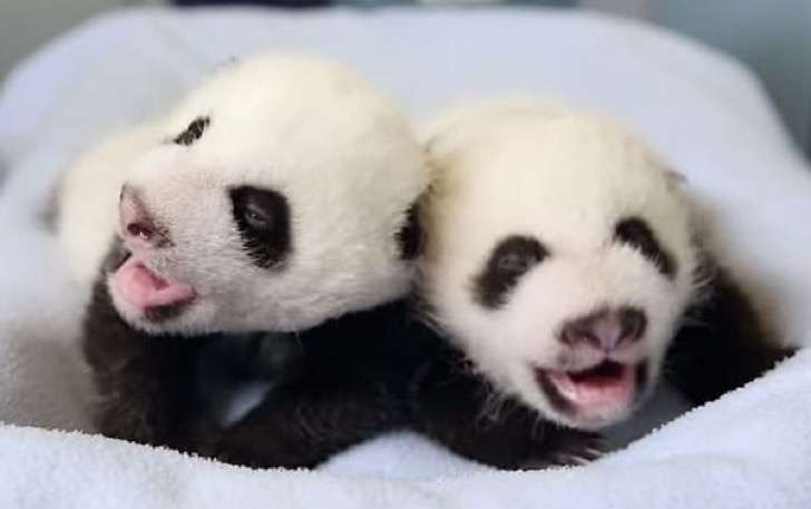 cuidadores quedan paralizados con panda 3