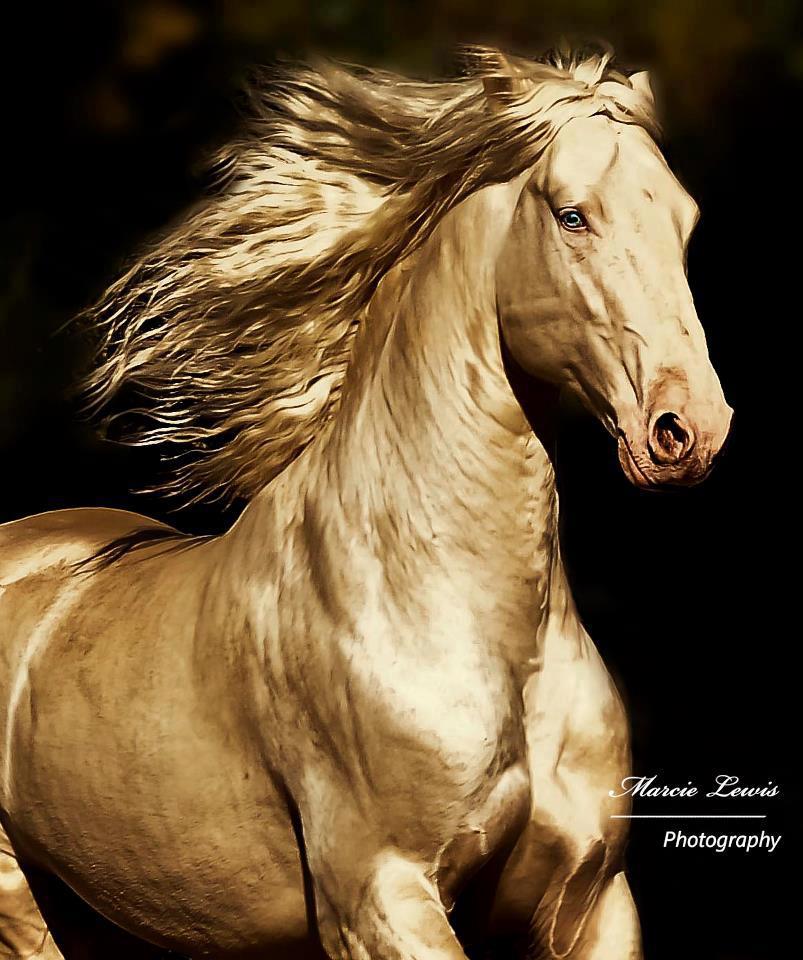 caballos de oro foto4