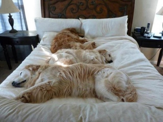 perros en cama 11