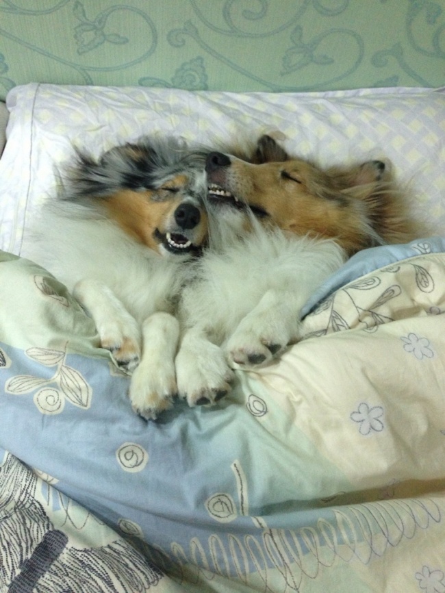 perros en cama 3