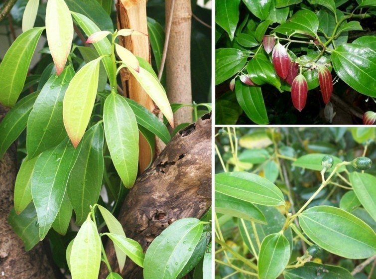 cultivar-canela-2