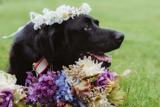 perro-matrimonio-2