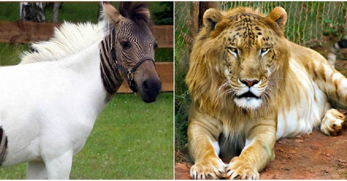 15 Animales Híbridos Que Nunca Pensaste Que Podrían Existir Tronya