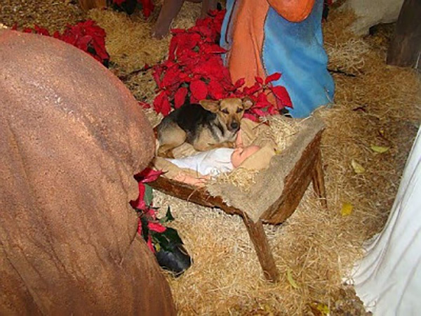 perrito-pesebre-3