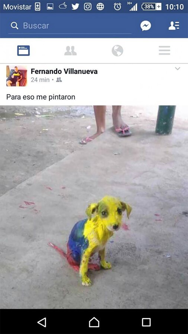 perrito-pintado-1