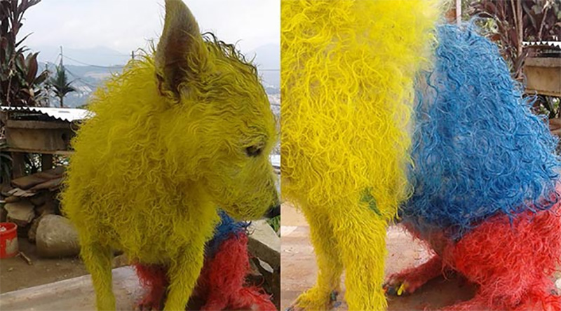 perrito-pintado-2