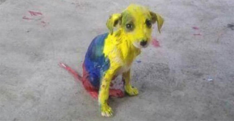 perrito-pintado-3